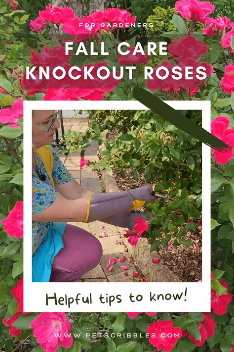 Knock Out Roses Care, Rock Garden Ideas Front Yard, Knockout Roses In Landscaping, How To Prune Knockout Roses, How To Trim Rose Bushes For Winter, When To Prune Knockout Roses, Prune Knockout Roses, When To Prune Roses In The Fall, Pruning Roses In Fall