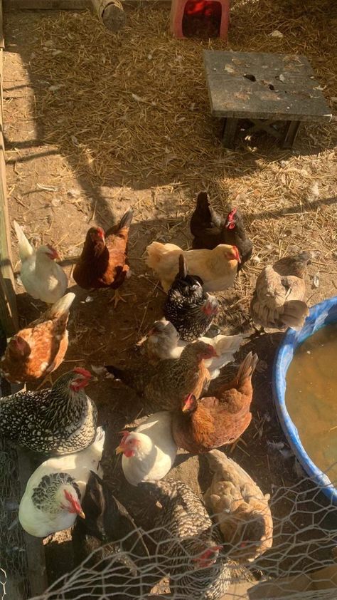 my mommys chickens :) 🐣 Chickens On A Farm, Summer Farm Aesthetic, Country Animals, Feeding Chickens, Farm Chickens, Small Holding Farm Ideas, Chickens Aesthetic, Farmer Life, Chicken Aesthetic