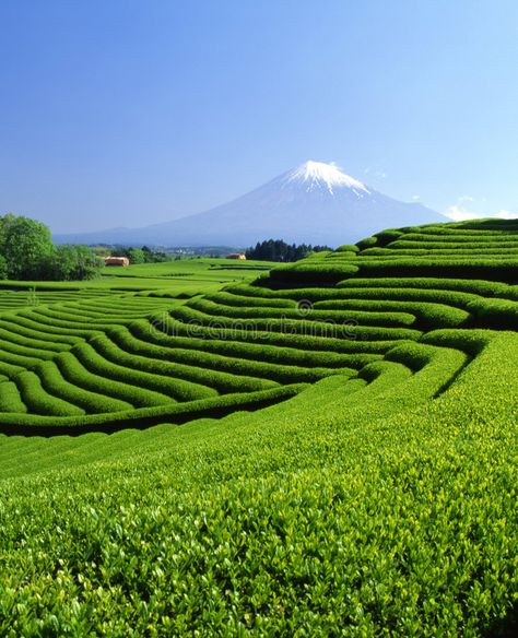 Tea Japan, Japanese Symbol, Japan Photography, Snow Caps, Mount Fuji, Stock Photography Free, Organic Farming, Photo Collection, Beautiful Landscapes