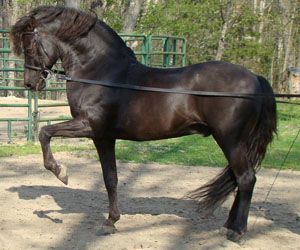 Nature Animal Tattoo, Morgan Horses, Perfect Gentleman, Morgan Horse, Types Of Horses, Black Horses, Most Beautiful Horses, Majestic Horse, Miniature Horse