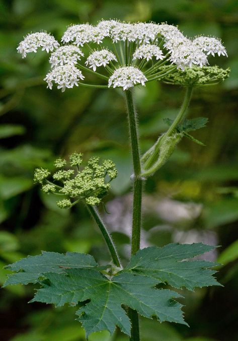 Cow Parsnip, Scottish Flowers, British Wild Flowers, California Wildflowers, Wildflowers Photography, Thistle Design, Wild Flower Meadow, Sun Garden, Balcony Plants