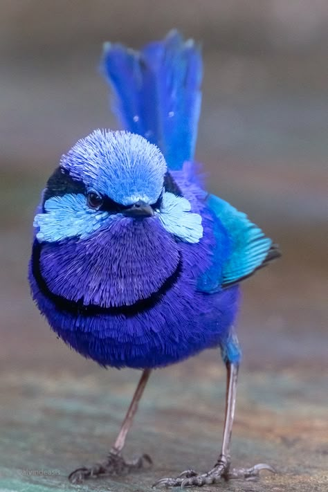 World Birds, Most Beautiful Birds, Australian Birds, Nature Birds, Australian Animals, Colorful Animals, Bird Pictures, Exotic Birds, Pretty Birds