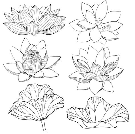 Premium Vector | Set of lotus lotus flowers line art black and white vector illustration Lotus Black And White, White Flowers Drawing, Lotus Flower Vector, Lotus Flower Simple, Lotus Line Drawing, Lotus Line Art, Lotus Illustration Design, Lotus Flower Line Art, Lotus Flower Art Design