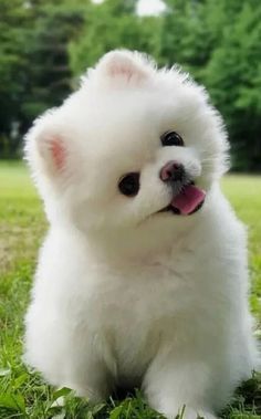 Cute Pomeranian Puppies, Anjing Poodle, Cute Fluffy Dogs, Cute Dog Wallpaper, Puppies Cute, Cute Dogs Images, Very Cute Puppies, Super Cute Puppies, Fluffy Puppies