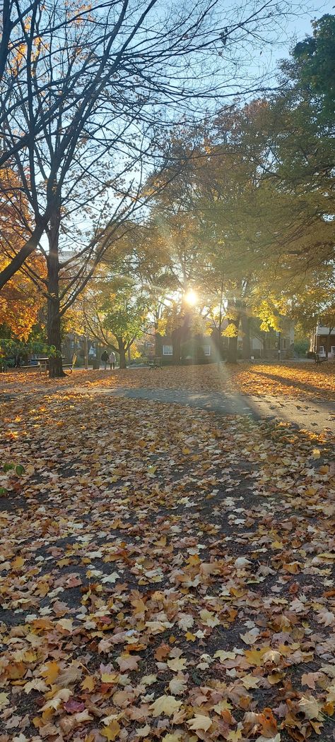 Fall in Toronto Toronto Fall, Chinatown Toronto, Down Town Toronto, China Town Toronto, Cabbagetown Toronto, In The Fall, City Life, Railroad Tracks, The Fall