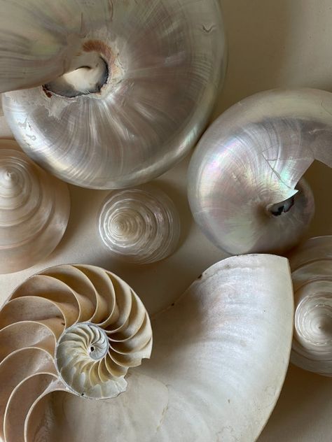 Mises En Page Design Graphique, Spiral Shell, Shotting Photo, Beach Aesthetic, White Aesthetic, Beach Girl, Summer Aesthetic, Free Photos, Mood Boards