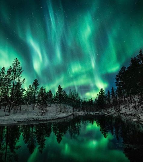 Aurora Borealis Observatory on Instagram: “Magical Northern lights 😍 Follow @Norge for more!🙏🏻 Who would you watch this with?  Photo by @frdalheim” Moose Tattoo, Magic Check, Northern Lights Painting, Aurora Australis, Dark Materials, Northern Lights (aurora Borealis), 3 Tattoo, Aurora Borealis Northern Lights, Outdoor Pictures