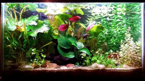 Sorority Fish Tank, Female Beta Fish Sorority, Betta Sorority Tank Ideas, Sorority Tank Betta, Female Betta Fish Sorority, Beta Sorority Fish Tank, Betta Sorority Tanks, Walstad Method, Betta Sorority