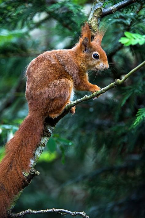 Red Squirrel Animal Photography Wildlife, Squirrel Pictures, Wild Animals Photography, Squirrel Art, British Wildlife, Cute Squirrel, Red Squirrel, Wildlife Animals, Primates