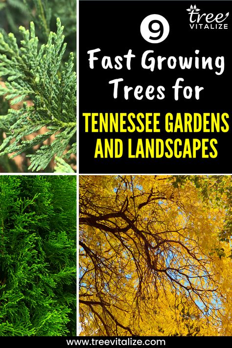 9 Fast Growing Trees for Tennessee Gardens and Landscapes Tennessee Native Landscaping, Tennessee Landscaping, Tennessee Trees, Tennessee Garden, Entrance Landscaping, Driveway Entrance Landscaping, Xeriscape Landscaping, Growing Trees, Privacy Trees