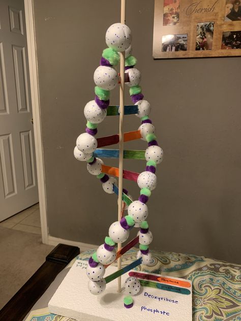 Dna Structure Model, Dna Double Helix Model, Dna Model Project, Edible Candy, Dna Project, Dna Helix, Biology Projects, How To Make Broccoli, Diy Science Experiments