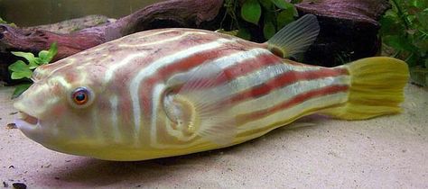 Fahaka Puffer (Tetraodon lineatus). Fahaka Puffer Fish, Mermaid With Black Hair, Coral Shelf, Silly Fish, Box Fish, Creatures Of The Deep, Dreamy Ocean, Animals Sea, Water Creatures