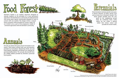 Food forest conceptual diagram by Full Circle Tree Crops :: Urban Food Forestry | Community Fruit Tree and Edible Landscaping Resources Kin House, Food Forest Design, Food Forest Garden, Permaculture Garden, Benefits Of Gardening, Permaculture Gardening, Permaculture Design, Edible Landscaping, Food Forest