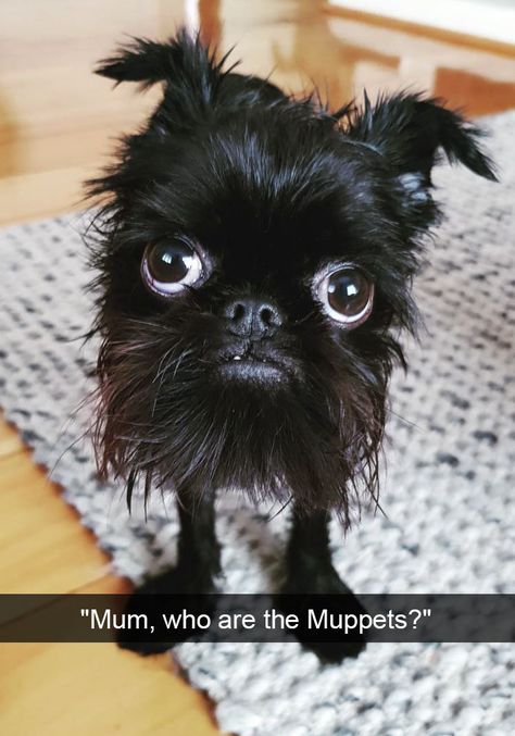 25+ Funny And Cute Dog Snapchats That Will Make Your Day (New Pics) Ugly Dogs, Famous Dogs, Baby Animals Funny, Funny Animal Memes, Animal Jokes, Funny Animal Pictures, Cute Little Animals, 귀여운 동물, Animal Memes