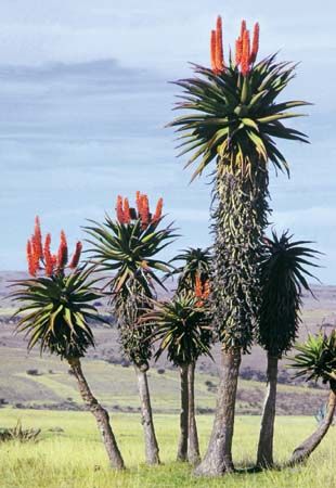 South African Flowers, Aloe Plants, African Plants, Cactus Planta, Socotra, Plant Fungus, Tree Tree, Aloe Plant, Eastern Cape