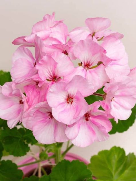 Pink Geranium: Pelargonium Picotee Varieties Geranium Bouquet, Pink Geranium, Annual Garden, Geranium Flower, Beautiful Pink Flowers, Attract Pollinators, Different Shades Of Pink, How To Attract Hummingbirds, Low Maintenance Plants