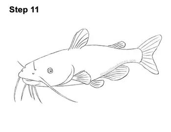 Draw a Channel Catfish 11 Catfish Drawing, Eagle Cartoon, Alligator Snapping Turtle, Blue Parakeet, Channel Catfish, Drawing Instructions, Guppy Fish, Boxer (dog), New Drawing