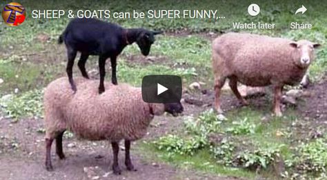 This will entertain you - Super Funny Sheep and Goats. The goat animal is certainly fascinating. The great domestic goat or simply goat (Capra aegagrus hircus) is a subspecies of C. aegagrus domesticated from the wild goat of Southwest Asia and Eastern Europe. The goat is a member of the animal family Bovidae and the subfamily Caprinae, meaning it is closely related to the sheep. There are over 300 interesting distinct breeds of goat. Sheep Videos, Wild Goat, Funny Sheep, Animal Family, Goats Funny, Latest Funny Videos, Life Is Precious, The Goat, Funny Vid