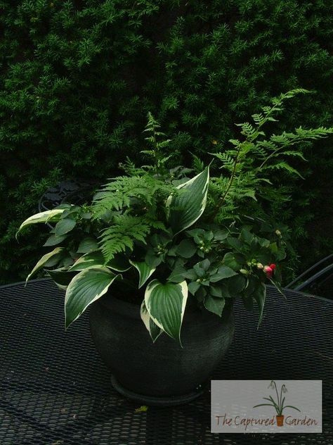 Hosta Pots Container Gardening, Retirement Centerpieces, Flower Containers, Hosta Gardens, Container Garden Design, Wonderful Friend, My Apologies, Container Ideas, The Virtues