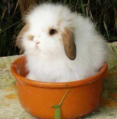 American Fuzzy Lop American Fuzzy Lop Rabbit What39s little and floppy and cute all over Fuzzy Lop Bunny, American Fuzzy Lop, Lop Bunnies, Rabbits For Sale, Lop Bunny, Rabbit Pictures, Beautiful Rabbit, Funny Rabbit