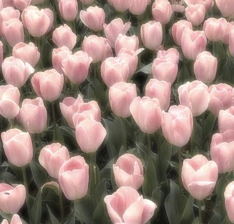 Tulips Pink Aesthetic, Light Pink Tulips Aesthetic Wallpaper, Pink Tulips Aesthetic Desktop Wallpaper, Aesthetic Pink Tulips, Pink Tulips Aesthetic Bouquet, Cute Heart Drawings, Flower Desktop Wallpaper, Tulip Painting, Flower Icons