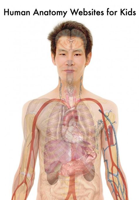 These interactive websites and apps breathe life into textbook illustrations and lessons about the human body and anatomy for K-12 students. Human Organ Diagram, Detox Pathways, Human Body Diagram, Liver Detox Recipes, Human Body Organs, Body Diagram, Body Study, Human Anatomy And Physiology, Liver Detox