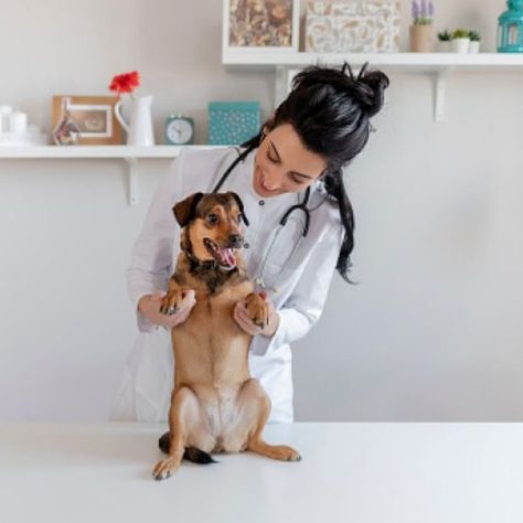 Your veterinarian is a pretty significant figure in you and your dog’s life. Hopefully, you’ll only ever need to see your vet for routine checkups or preventative procedures.


Young Doctor and veterinary technician photographed through window as they care for Boston Terrier in protective collar prior to surgery. A Good Relationship, Vet Office, Good Relationship, Concept Photography, Veterinary Technician, Dog Photoshoot, Just Love Me, Dog Blog, Dog Boarding