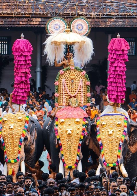 Thrissur Pooram Photography, Kerala Elephant Photography, Kerala Elephant, Kerala Festival, Thrissur Pooram, Bliss Movie, Elephant Photography, Elephant Images, Monkey And Banana