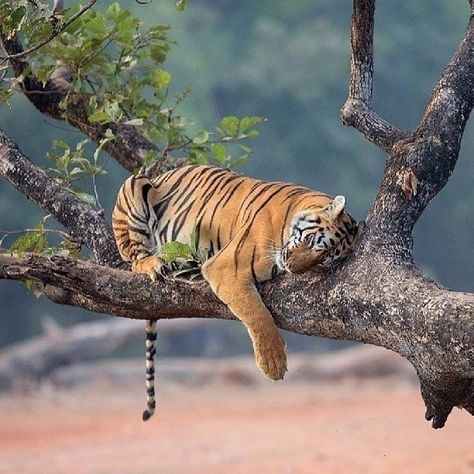 🐾Do you like this post?🐾 Tag someone who would like to see this today!👇 Follow @tigersanctuary to see new posts about tigers 🐯 around the… Tiger Love, Sleeping Animals, Cat Species, Tiger Pictures, Cheetahs, A Tiger, Large Cats, Animal Planet, Beautiful Cats