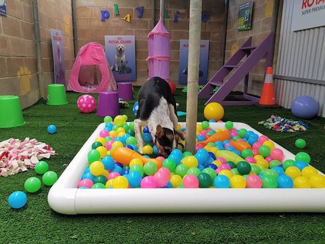 Dog Daycare Design, Dog Boarding Ideas, Dog Daycare Business, Backyard Dog Area, Puppy Playground, Dog Play Area, Dog Day Care, Dog Kennel Outside, Hotel Pet