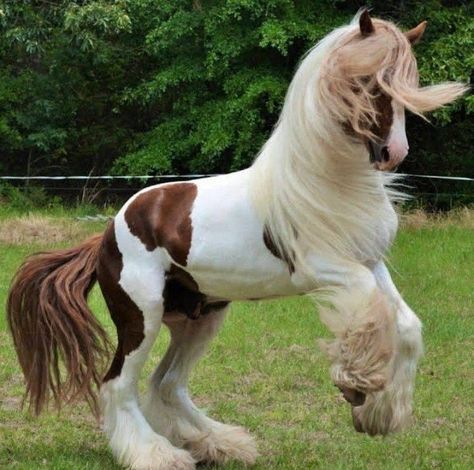 Galineers Cob Horse, Scottish Horse, Cute Horse Pictures, Horse Anatomy, Horse Aesthetic, Perfectly Timed Photos, Majestic Horse, Pretty Animals, Draft Horses