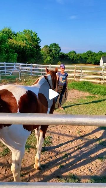 Funny Horses Videos, Videos Of Horses, Funny Horse Videos, Funny Horse Pictures, Mustang Horse, Funny Horses, Horse Videos, Funny Horse, Ranch Life