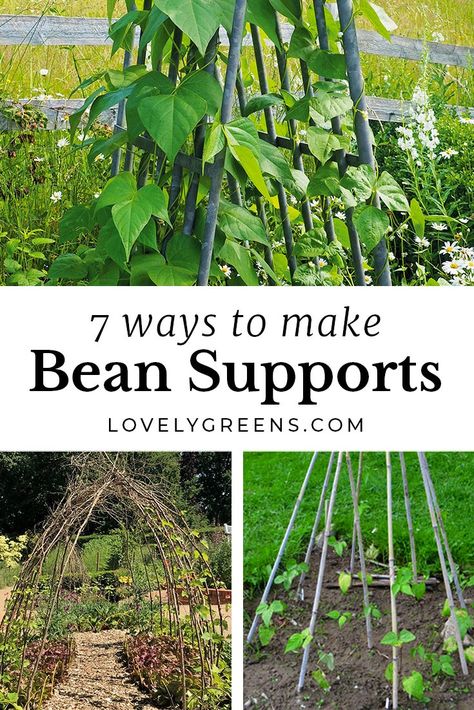 7 Ways to Make Bean Supports for Climbing Beans • Lovely Greens Bean Trellis Ideas, Trellis Teepee, Bean Trellis Diy, Bean Support, Pole Bean Trellis, Planting Green Beans, Green Bean Trellis, Garden Beans, Climbing Beans