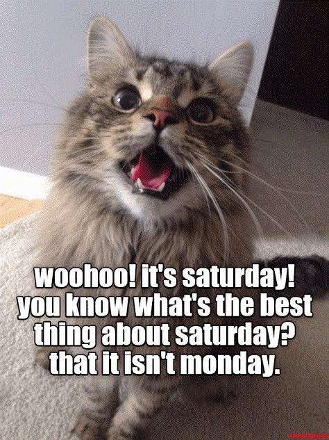 Woohoo! it's Saturday! Silly Saturday, Saturday Quotes Funny, Funny Good Morning Wishes, Saturday Memes, Happy Saturday Quotes, Saturday Morning Quotes, Saturday Humor, Motivational Quotes For Love, Saturday Greetings