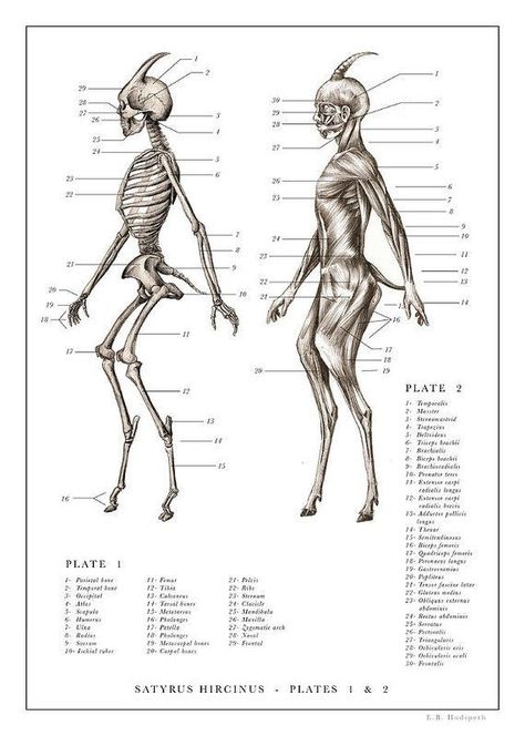 Satyr Anatomy, Fearne Calloway, Gray's Anatomy, Mythical Creatures Art, Anatomy Drawing, Mythological Creatures, Creature Concept Art, Anatomy Reference, Mystical Creatures