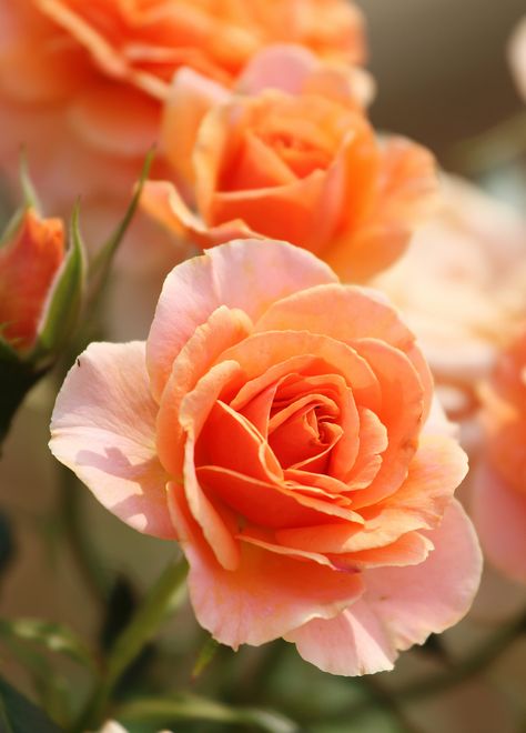 Orange Roses Aesthetic, Easy Crochet Rose, Peonies And Poppies, Roses Orange, Potted Garden, Aesthetic Roses, Peach Rose, Rose Pictures, Rose Orange