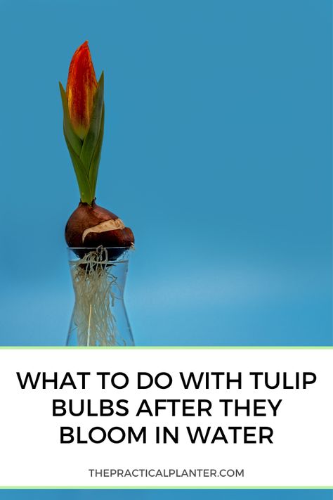 Growing Bulbs Indoors, Tulip Care, Bulbs Garden Design, When To Plant Tulips, Easiest Flowers To Grow, Growing Tulips, Growing Bulbs, Planting Tulips, Most Popular Flowers