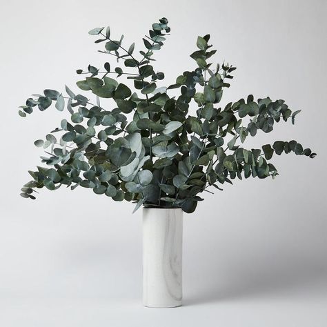 Eucalyptus Vase, Eucalyptus Decor, Eucalyptus Cinerea, Blue Plants, Green Craft, Wholesale Flowers, Floral Display, How To Preserve Flowers, Fresh Flowers