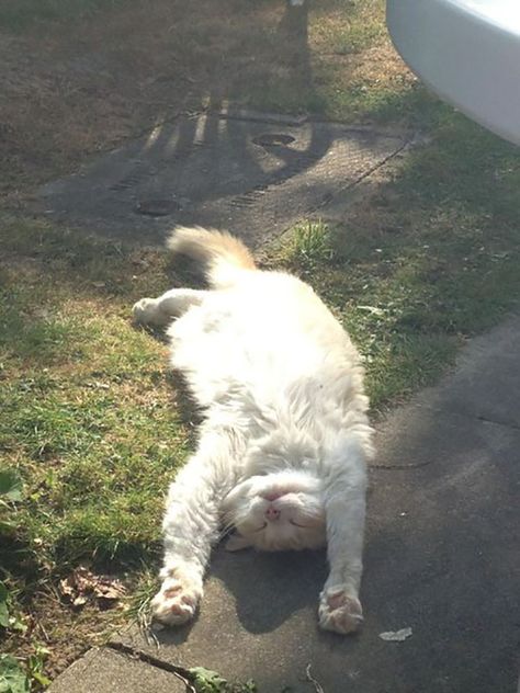 Cat Sunbathing, Take Over The World, Cat Summer, Cat Lounge, Taking A Nap, Sweet Kitty, Green Stuff, Cat Stands, Lots Of Cats