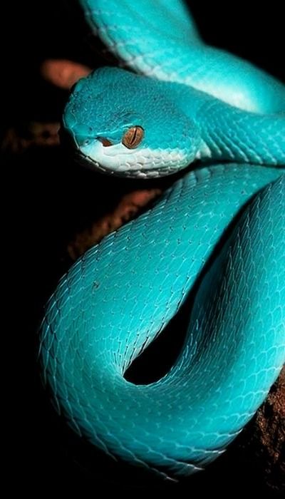 Teal / Turquoise Colorful Snakes, White Lips, Beautiful Snakes, Reptiles And Amphibians, Amazing Animals, Animal Planet, Exotic Pets, Nature Animals, Amphibians