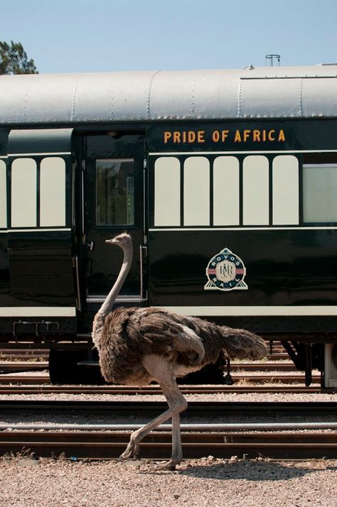 Ostrich, Rovos Rail, South Africa Rovos Rail, Travel Selfies, South African Railways, South African Weddings, Luxury Train, South Africa Travel, Out Of Africa, Exotic Places, Train Journey