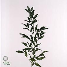 Wholesale Ruscus & Wedding Flower Guides UK | Triangle Nursery Italian Ruscus, Long Branch, Flower Guide, Flower Care, Diy Wedding Flowers, Be Natural, All Flowers, Lush Green, Cut Flowers