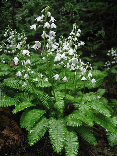 When is a fern not a fern? When it is in the Poppy family which is where this choice bit of Japanese fern mimicry resides. Perfect fern-like leaves which we could easily mistake for a Blechnum Deer Fern until the spikes of purest white flowers appear in late spring. Lovely plant for turning a supposition on its ear. Shade Garden Design, Shady Garden, Shade Gardening, Woodland Plants, Shade Garden Plants, Garden Shade, Forest Plants, Shade Gardens, White Plants