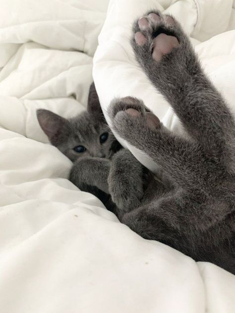 Russian Blue Kitten, Gray Kitten, Why Me, Grey Kitten, Russian Blue, Cat Aesthetic, I Know, Grey, Twitter