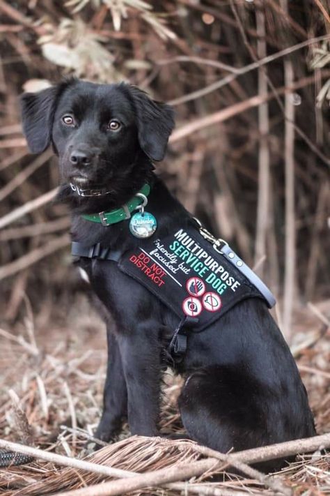 Cute Service Dogs, Assistance Dog Gear, Cute Service Dog Vest, Service Dog Aesthetic, Dog Vest Pattern, Service Dogs Breeds, Psychiatric Service Dog, Service Dog Patches, Service Dogs Gear