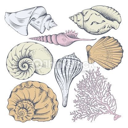 The 25+ best Seashell drawings ideas on Pinterest | Sea art ... Seashell Drawing, Shell Drawing, Shell Tattoos, Line Art Vector, Creature Drawings, Desenho Tattoo, Sea And Ocean, Free Vector Art, Illustration Vector