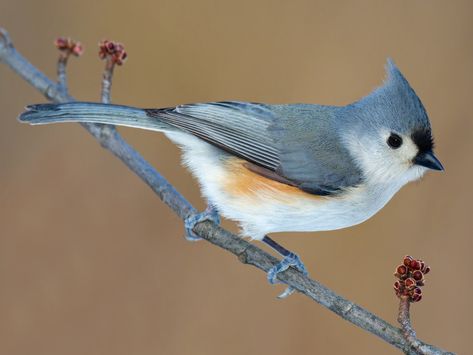 Titmouse Bird, Tufted Titmouse, Black Capped Chickadee, Up Book, Backyard Birds, Dark Eyes, Watercolor Bird, Bird Species, Birds Painting