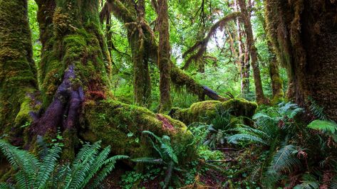 Rainy Forest Wallpapers - Top Free Rainy Forest Backgrounds - WallpaperAccess Rainforest Pictures, Rainforest Floor, Big Trees, Nature Background Images, Forest Background, Jungle Wallpaper, Plant Science, Forest Wallpaper, Forest Floor