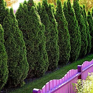 When you think of an evergreen hedge or privacy screen, you probably think of arborvitae. It's the go-to evergreen for lining a fence. American arborvitae (Thuja occidentalis), also known as eastern arborvitae, can reach heights of 70 feet in the wild and live several hundred years. Popular cultivars, on the other hand, mature at 10 to 15 feet, making them perfect for year-round privacy in evergreen landscaping. American arvorvitae is durable and adaptable, its biggest problem being deer browsin Evergreen Trees For Privacy, Landscaping Along Fence, Northern White Cedar, Thuja Occidentalis, Evergreen Hedge, Privacy Trees, Privacy Landscaping, Building A Fence, Outdoor Privacy