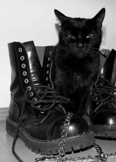 Boots Don Pedro, Black Dagger Brotherhood, A Black Cat, Lauren Jauregui, Goth Aesthetic, Lost Soul, Zulu, Crazy Cat Lady, Black Aesthetic